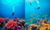 Diving Destination Showdown: Roatán vs. Belize Adventure
