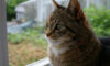 Cat Bullying: Signs to Identify If Your Feline is a Victim