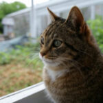 Cat Bullying: Signs to Identify If Your Feline is a Victim