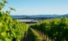 Wineries in Devonport: Must-Visit Spots for Wine Lovers