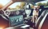Pet-Friendly Car Rentals: Easy Online Booking Available Now