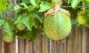 Fruiting Vines for Brisbane Pergolas: Explore Passionfruit & Kiwi