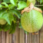 Fruiting Vines for Brisbane Pergolas: Explore Passionfruit & Kiwi