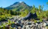 Xero Shoes: The Essential Guide for Summer Escapades