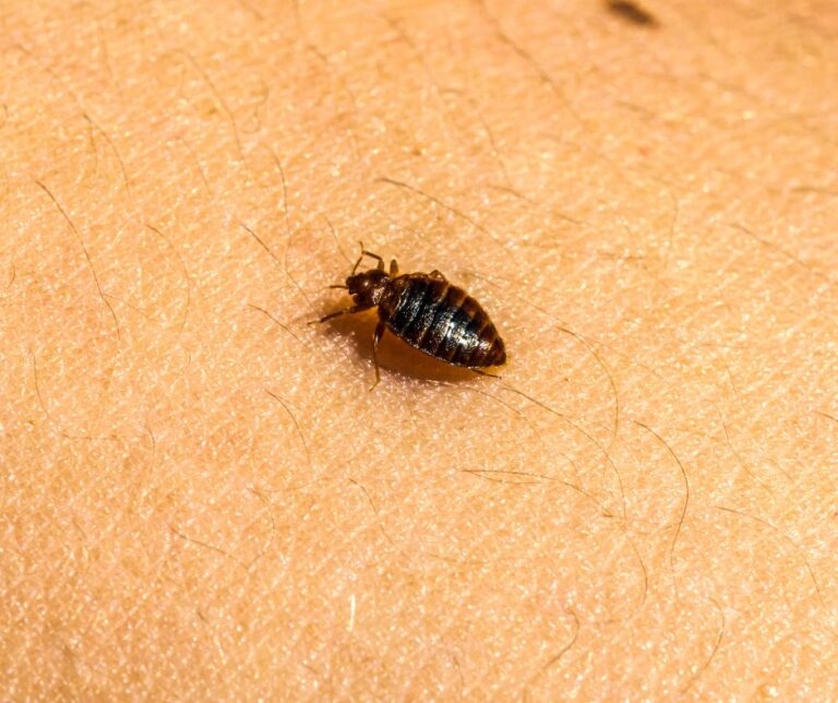 Bed Bug Infestations: How to Identify, Treat, and Prevent