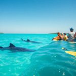 Whale Shark Swimming Tips and Best Times in Belize