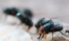 Maggot Extermination Tips for Properties in Sydney