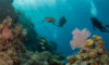 Belize Barrier Reef: Your 2025 Diving and Snorkelling Destination