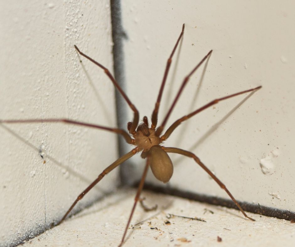 Spider Pest Control: Strategies for Effective Elimination