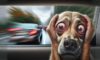 Motion Sickness Remedies for Dogs: Effective Solutions Unveiled