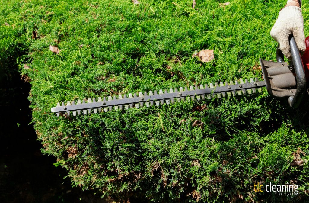 Hedge Trimming Best Practices for Marston Magna Residents